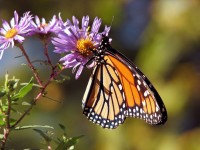 Du papillon monarque