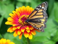 Бабочка монарх на цветке