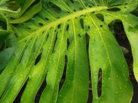 Monstera (Feuille tropicale)