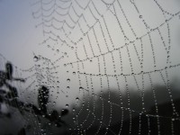Ranní Web