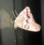 Moth på fönstrets