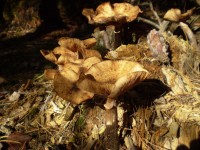 蘑菇花束