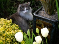 Mi gato y tulipanes
