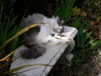 My Cat In The Garden