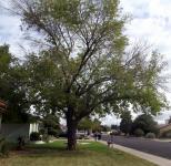 árvore de bairro