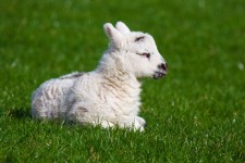 Nouvelle agneau né
