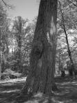 Oak Tree Prea