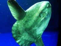 Oceano sunfish (Mola mola)