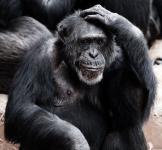 Oude chimpansee