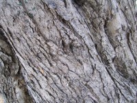 Corteza de los árboles de oliva