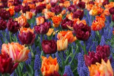 Oranje en paarse tulpen