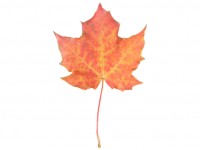 Orange Maple Leaf