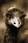 Struisvogels kijken