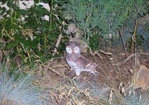 Owl În Gardens