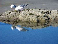 Paar Seagulls