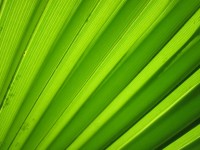 Frunze de palmier detaliu