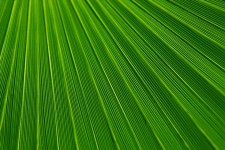 Texture en feuille de palmier