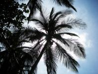 Silueta del árbol de palma