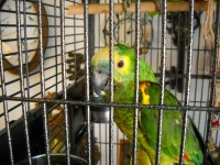 Parakeet In Cage