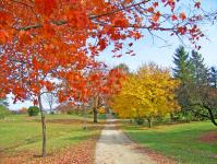 Ruta de los árboles en otoño