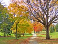 Chemin dans les arbres d'automne