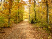 Calea în pădure