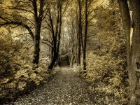 Cale în pădure