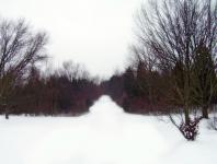 Cale Prin Woods în zăpadă
