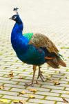 Pavo real de aves