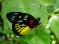 Филиппинской бабочки