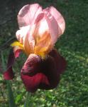 Růžové a Maroon Iris