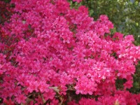 粉红色的杜鹃花丛