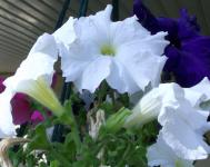 Rose-bleu fleurs blanches