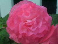Rosa blomma