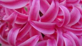 Roze Hyacinth