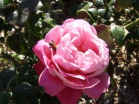 Rosa rosa con abeja