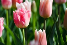 Rosa tulipán