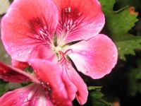 粉红斑马天竺葵2