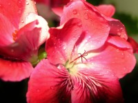 粉红斑马天竺葵