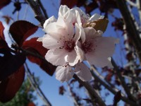 Ameixa flor árvore