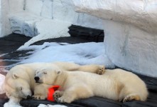 北极熊小睡