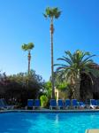 Pool and palm tree