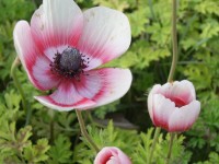 Poppy flower close-up