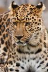 Porträtt av en leopard