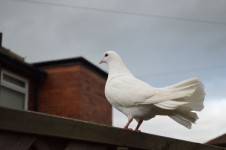 Posing White Dove