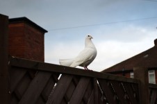 Posando paloma blanca