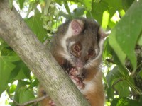 Possum em uma árvore