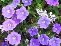Purple i białe kwiaty