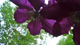 Фиолетовые цветы клематисы