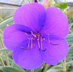 Flor púrpura